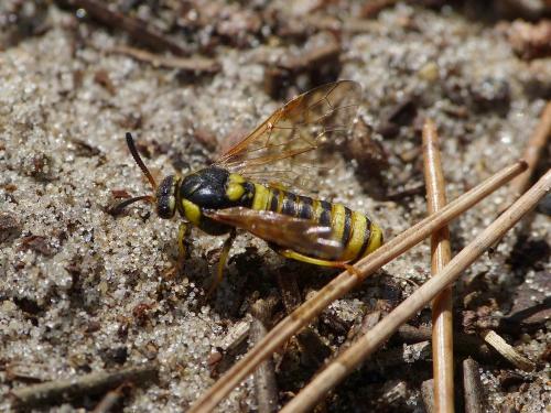 Macrodiprion nemoralis